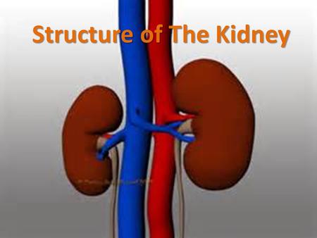 Structure of The Kidney. Objectives 1)Define the term excretion and explain the importance of removing waste material from the body 2)Describe the process.