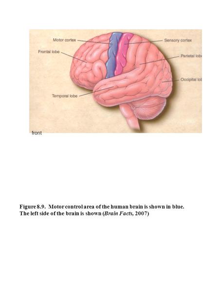 Figure 8.9. Motor control area of the human brain is shown in blue. The left side of the brain is shown (Brain Facts, 2007) front.
