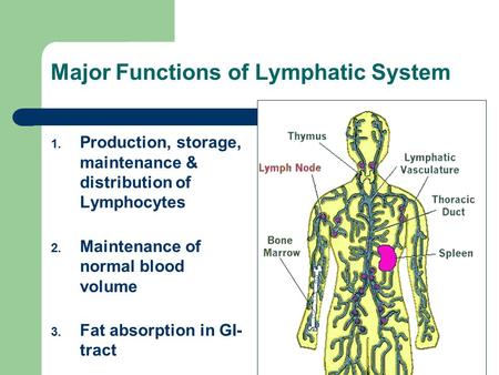 Major Functions of Lymphatic System 1. Production, storage, maintenance & distribution of Lymphocytes 2. Maintenance of normal blood volume 3. Fat absorption.