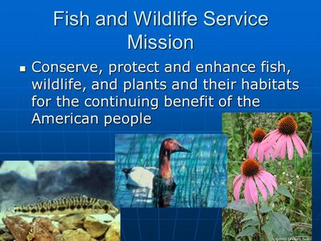 Fish and Wildlife Service Mission Conserve, protect and enhance fish, wildlife, and plants and their habitats for the continuing benefit of the American.
