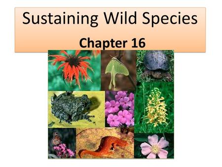 Sustaining Wild Species Chapter 16