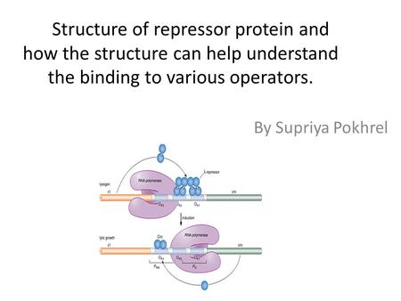 Structure of repressor protein and how the structure can help understand the binding to various operators. By Supriya Pokhrel.