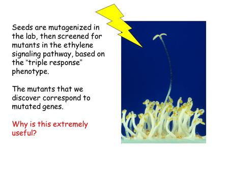 Seeds are mutagenized in the lab, then screened for mutants in the ethylene signaling pathway, based on the “triple response” phenotype. The mutants that.