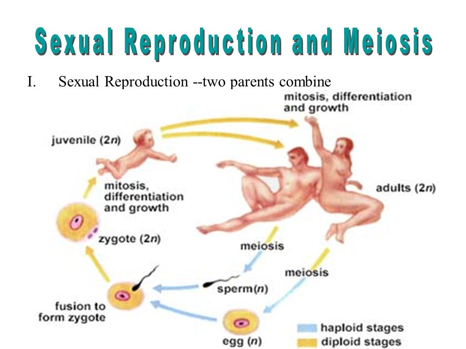 What Is The Male Sex Cell 22