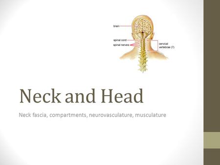 Neck and Head Neck fascia, compartments, neurovasculature, musculature.