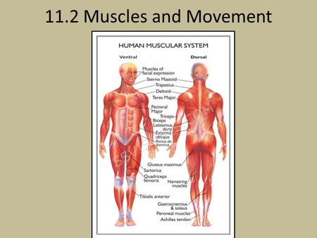 11.2 Muscles and Movement.