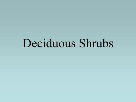 Deciduous Shrubs. Chaenomeles japonica Japanese Quince.
