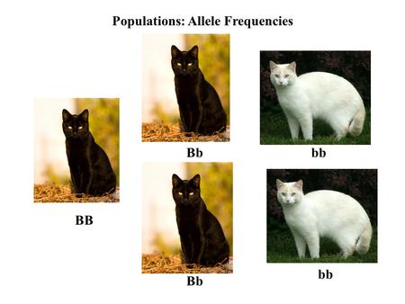 BB Bbbb Bb bb Populations: Allele Frequencies. 1) Suppose that the frequency of the b allele in the population is.3. a) What is the frequency of the B.