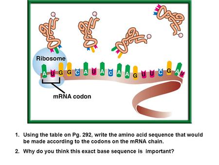 1.Using the table on Pg. 292, write the amino acid sequence that would be made according to the codons on the mRNA chain. 2.Why do you think this exact.