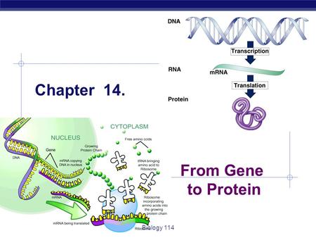 Chapter 14. From Gene to Protein Biology 114.