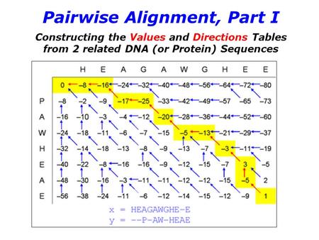 Pairwise Alignment, Part I Constructing the Values and Directions Tables from 2 related DNA (or Protein) Sequences.