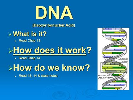 DNA (Deoxyribonucleic Acid)  What is it? Read Chap 13 Read Chap 13  How does it work? Read Chap 14 Read Chap 14  How do we know? Read 13, 14 & class.