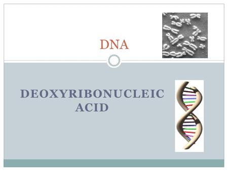 DEOXYRIBONUCLEIC ACID DNA. O.L Lesson Objectives At the end of this lesson you should be able to 1. Outline the simple structure of DNA – 2 strands and.