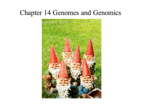 Chapter 14 Genomes and Genomics. Sequencing DNA dideoxy (Sanger) method ddGTP ddATP ddTTP ddCTP 5’TAATGTACG TAATGTAC TAATGTA TAATGT TAATG TAAT TAA TA.