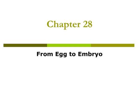Chapter 28 From Egg to Embryo. Fertilization  ~ 300 million sperm enter female reproductive tract, most are lost  ~2000-5000 reach egg  Fertilization.