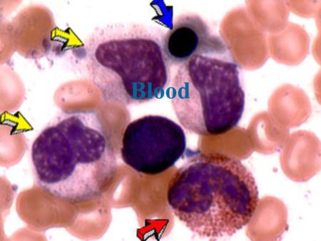 Blood. Outline –Function of Blood –Composition of blood –Formed elements –RBC –WBC –Platelets –Plasma –Hemostasis –Blood groups and Transfusions.