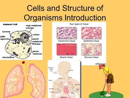 Cells and Structure of Organisms Introduction. Multi-cellular vs. Uni-cellular Have you ever wondered how living things work? What are the differences.