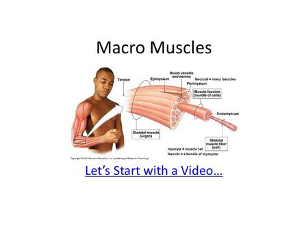 Macro Muscles Let’s Start with a Video…. Motor Unit Smaller # fibers – more precise movement Larger # fibers – more powerful contraction.