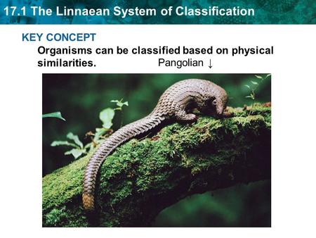 17.1 The Linnaean System of Classification KEY CONCEPT Organisms can be classified based on physical similarities. Pangolian ↓