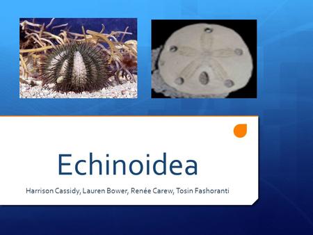 Echinoidea Harrison Cassidy, Lauren Bower, Renée Carew, Tosin Fashoranti.