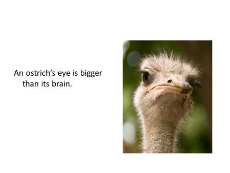 An ostrich’s eye is bigger than its brain.. Biology is the study of living things. Bio: Living Abio: Non-living.