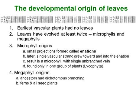 The developmental origin of leaves