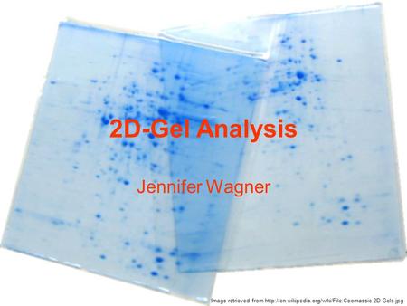 2D-Gel Analysis Jennifer Wagner Image retrieved from