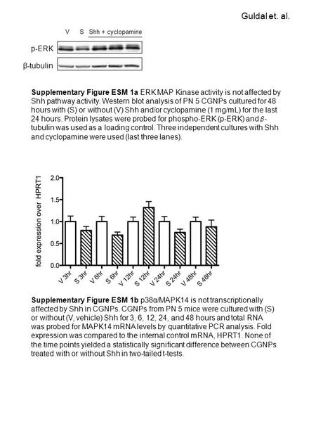 P-ERK β-tubulin VSShh + cyclopamine Supplementary Figure ESM 1a ERK MAP Kinase activity is not affected by Shh pathway activity. Western blot analysis.