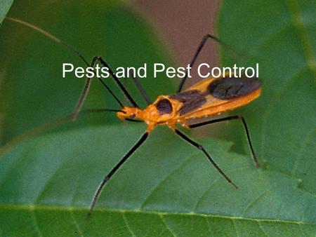 Pests and Pest Control. Pests Any troublesome, destructive, or annoying organism Insects eat about 13% of all crops in North America Only 1/8 th of insects.