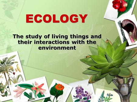 ECOLOGY The study of living things and their interactions with the environment.