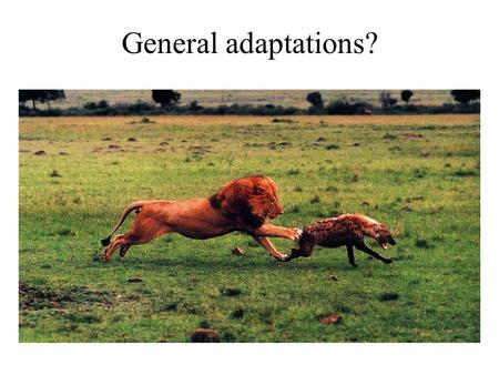 General adaptations?. Predator adaptations (cont.) The variety of predator adaptations is remarkable: –consider grasping and tearing functions: forelegs.
