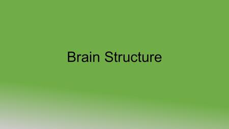Brain Structure. Brain Stem 3 parts Medulla Oblongata Pons Midbrain.