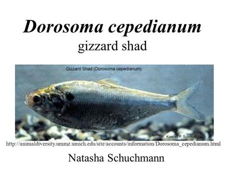 Dorosoma cepedianum gizzard shad Natasha Schuchmann