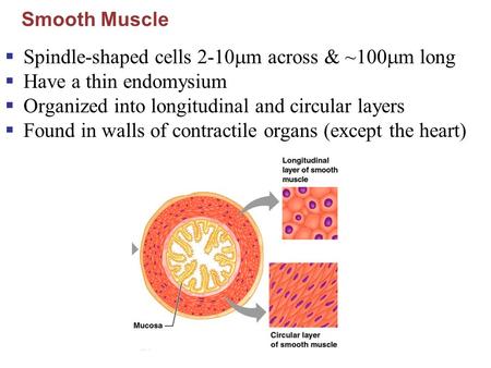Smooth Muscle  Spindle-shaped cells 2-10  m across & ~100  m long  Have a thin endomysium  Organized into longitudinal and circular layers  Found.