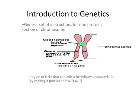 Introduction to Genetics Genes= set of instructions for one protein; section of chromosome –region of DNA that controls a hereditary characteristic (by.