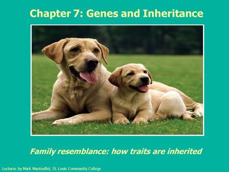 Chapter 7: Genes and Inheritance Family resemblance: how traits are inherited Lectures by Mark Manteuffel, St. Louis Community College.