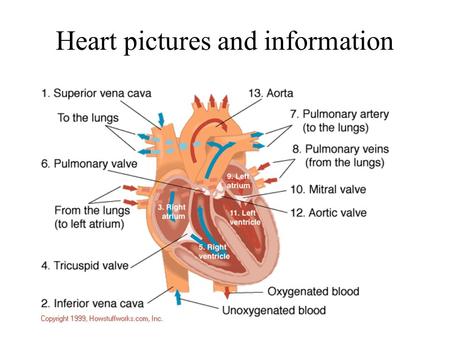 Heart pictures and information.