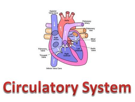 Circulatory or Cardiovascular System : delivers oxygen, nutrients, and hormones to the various body tissues and transports waste products to the appropriate.