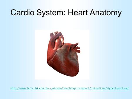 Cardio System: Heart Anatomy