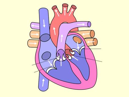 bicuspid or mitral valve tricuspid valve semilunar aortic valve semilunar pulmonary valve.