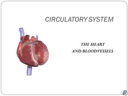 CIRCULATORY SYSTEM THE HEART AND BLOOD VESSELS.