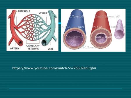 Https://www.youtube.com/watch?v=7b6LRebCgb4. Blood Vessels  Arteries- strong and elastic Fx: carry blood away from heart under high pressure  Arterioles-
