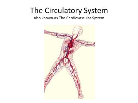 The Circulatory System also known as The Cardiovascular System.