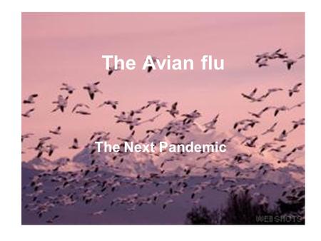 The Avian flu The Next Pandemic. At the end of every summer million of ducks and wild geese mass on Canadian and Siberian lakes for their annual migration.