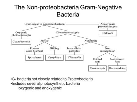 The Non-proteobacteria Gram-Negative Bacteria