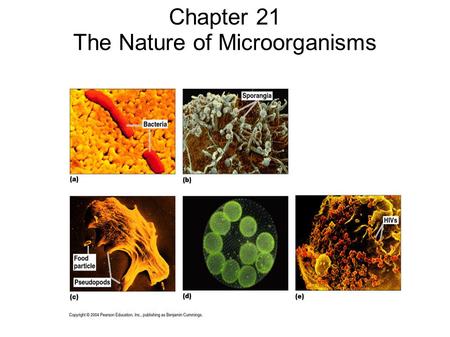Chapter 21 The Nature of Microorganisms. Domains The three domains: Eubacteria Archaea Eucarya  Kingdom Protista  Kingdom Fungi  Kingdom Plantae 