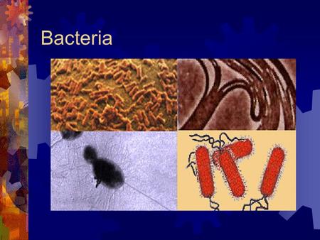 Bacteria. Classification of Bacteria  Archaebacteria  The extremists  Oxygen – free environments Produce methane  Concentrated salt water environments.