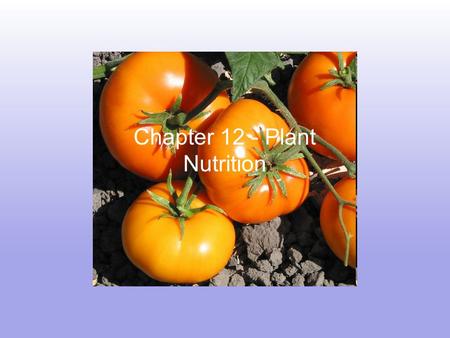 Chapter 12 - Plant Nutrition. Essential Plant Elements Primary Macronutrients - Nitrogen (N) - Phosphorus (P) - Potassium (K) Secondary Macronutrients.