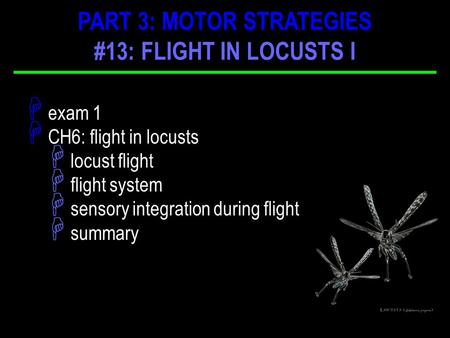 H exam 1 H CH6: flight in locusts H locust flight H flight system H sensory integration during flight H summary PART 3: MOTOR STRATEGIES #13: FLIGHT IN.