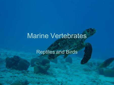 Marine Vertebrates Reptiles and Birds. 7 classes Agnatha Condrichthyes Osteichthyes Reptilia Amphibia (no marine species) Aves Mammalia.